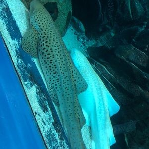 Meet your Posher, Wanda